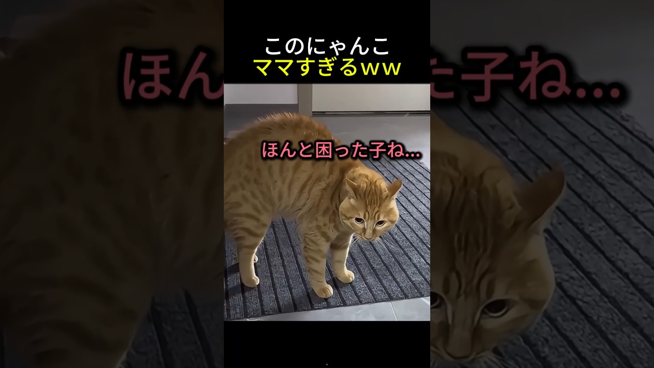 このにゃんこ、完全にうちのママなんだけどｗ
