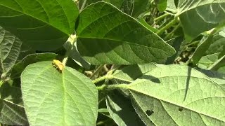 Protecting Yield: Red-banded Stink Bug