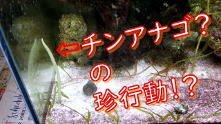 お待たせしました！！チンアナゴ！！　からの～チンアナゴの珍行動が面白い(笑)