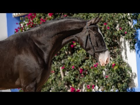 **SOLD** Modern looking LusoWarmblood mare by Totilas (REF#900)