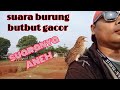 Suara Burung Butbut Alang Alang Gacor Bersuara Aneh Burungjinakcitayam