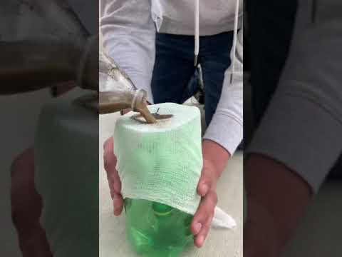 download lagu mp3 mp4 How Does Cheesecloth Filter Water, download lagu How Does Cheesecloth Filter Water gratis, unduh video klip How Does Cheesecloth Filter Water