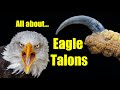 All About Eagle Talons