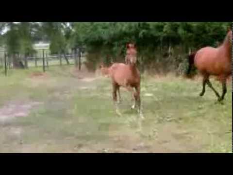 Altmarkhofs Oralee MD/DSP *2013 v. Quasi Gold MD - Brioni/Trak.