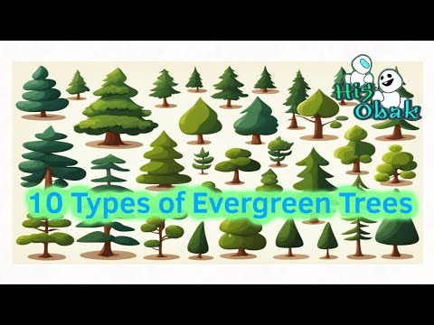 10 Types of Evergreen Trees you Should Know! #hi5obak