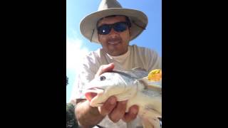 Fresh water drum fish on fly