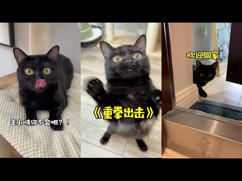 【一只黑糖啵啵🐻】家里养了5只猫是什么体验