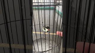 Download lagu Anakan gelatik gacor minta loloh mp3