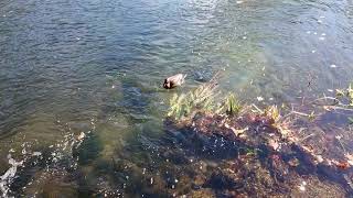 ただただ川の流れをみる動画