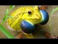 Indian Bullfrog - Amazing Frog Sound - Yellow Frog Call - Tiger Frog