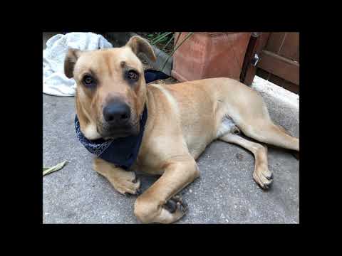 Old Berg Family Audio Recordings