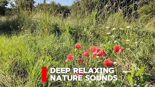 The Whispering Poppy Field 🌺🍃 | Peaceful Birdsong 🐦