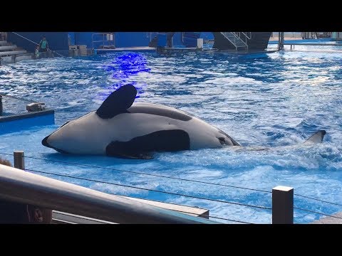 SHAMU IS DEAD!! JUST A DAY AT SEAWORLD