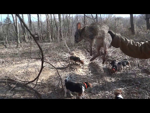 YouTube video about: When is rabbit season in tennessee?
