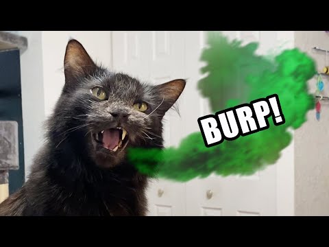 If Cats Burped Instead of Meowed