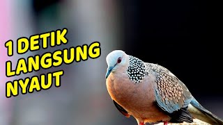 Download lagu 1 JAM FULL Suara Derkuku 100% AMPUH untuk Pancingan, Pikat dan Masteran Tekukur MACET BUNYI mp3