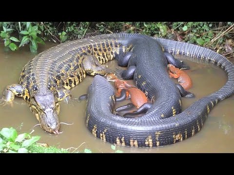 Anaconda vs Caiman: Rare Amazon Encounter Caught on Camera