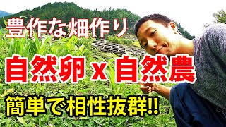 豊作な畑作り！自然卵と自然農は相性抜群！【自然卵養鶏法】