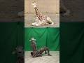 Sitting Giraffe Schumacher AGT Giraffe