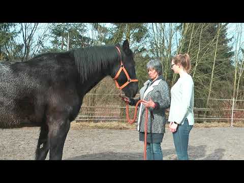 Keine Angst vorm Pferd