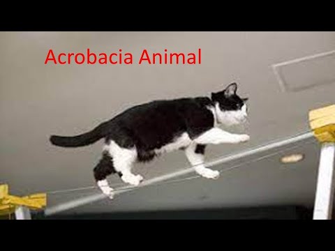 CÃES E GATOS ACROBATAS show de acrobacias 2021