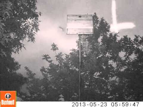here's a real certified bat house in action! here's a real certified bat house in action!