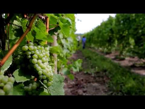 Finger Lakes Wine Month: Terroir of the Finger Lakes