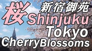 桜満開の東京 新宿御苑 お花見 2019 cherry blossoms🌸Shinjuku Gyoen TOKYO JAPAN