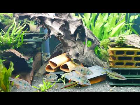 Ein Schwarm blaue Kongosalmler zog heute in das 720L Becken ein a