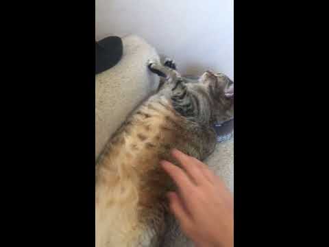 Touching my cat’s stomach
