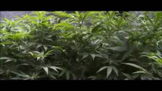 Augustus Pablo - Meditation Dub