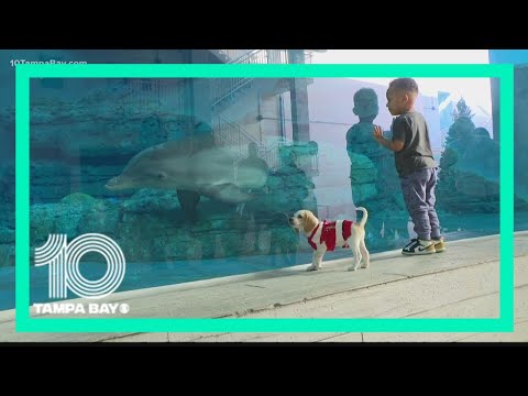 Clearwater Marine Aquarium celebrates its dolphin rescue anniversaries