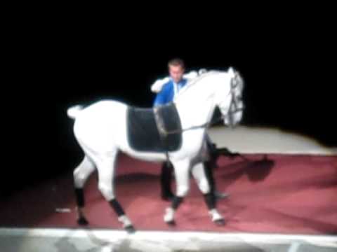 Lipizzaner Stallion-The Courbette