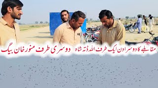 Download lagu On the second day of the pigeon competition, Lareeta Shah faced off against Muna Khawaa mp3 Download lagu On the second day of the pigeon competition, Lareeta Shah faced off against Muna Khawaa mp3