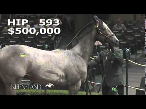 2014 September Yearling Sale - Hip 593 (Tapit - Dream Rush)