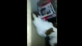 Boys Dog Is Possessed