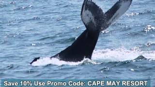 preview picture of video 'Cape May Whale Watcher Big Trip'