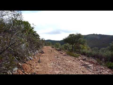 Una gabata cruzando por el puesto.