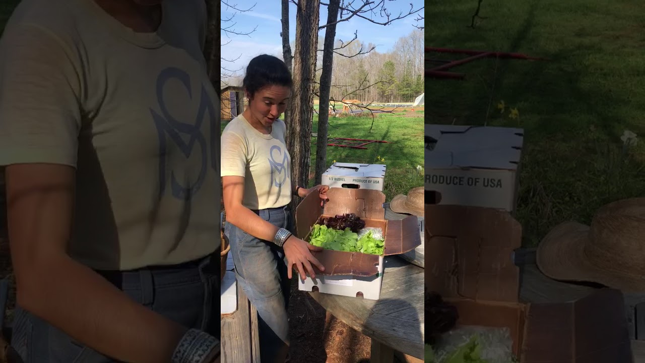 Ten Mothers Farm: How to Unfold Your CSA Box