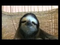 Nigel The Sloth