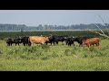 Zomeracademie: hoe houden wilde dieren het hoofd koel?