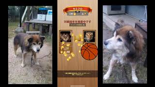 ポンチキのウッディバトル　セミプロ編
