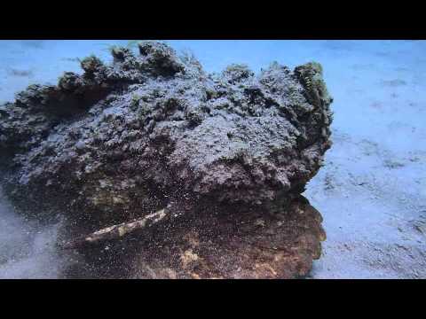 Deadly Stonefish walking