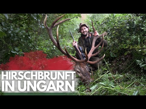 Hirschbrunft in Ungarn I Auf wenige Meter an den Hirschen!