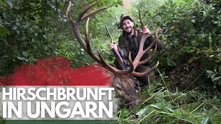 Hirschbrunft in Ungarn I Auf wenige Meter an den Hirschen!