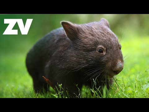 Australian Animal Bubbas!