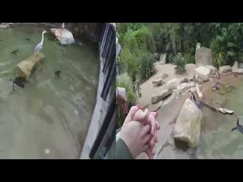 The Gru Crew at the Zoo