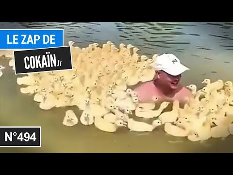 Le Zap de Cokaïn.fr n°494