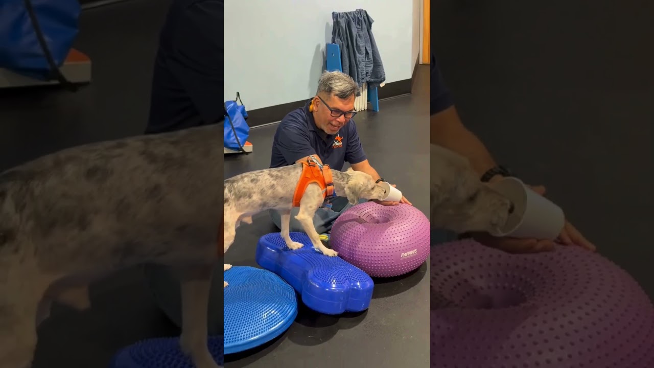 Enlarge Tater (MR26-138), a Adoptable mixed breed in Peyton, CO video 6/6