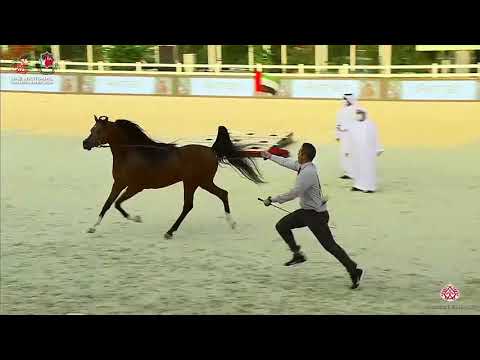 N.332 SSHARAZ - UAE National Championship 2020 - Stallions 10+ Years Old (Class 12).mp4